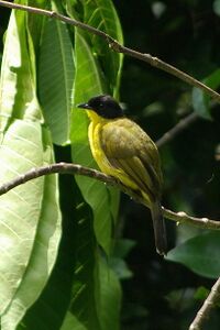 Black-capped bulbul, (Pycnonotus melanicterus).jpg