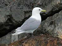 Black-legged Kittiwake RWD1.jpg