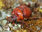Bolbelasmus unicornis.jpg