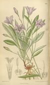 Campanula beauverdiana 136-8299.jpg