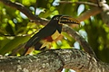 Chestnut-eared Aracari - Pantanal MG 9455-2 (16407834852).jpg