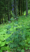 Delphinium elatum a2.jpg