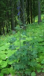 Delphinium elatum a2.jpg