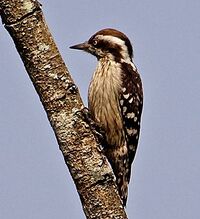 Dendrocopos nanus.jpg