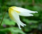 Erythronium helenae 4.jpg