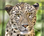Leopard---Panthera-pardus-saxicolor---Face---(Gentry).jpg
