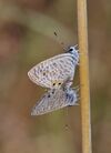 Leptotes pirithous copulating 1.jpg