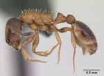 Leptothorax acervorum casent0173138 profile 1.jpg
