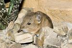 Macroscelides. proboscideus.6869.jpg