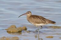 Numenius phaeopus in Bouches du Rhône, France.jpg