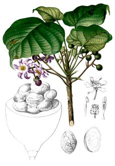 Pangium edule Blanco2.391-cropped.jpg