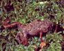 Rhombophryne serratopalpebrosa.jpg