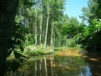 Sestroretsk 1.jpg