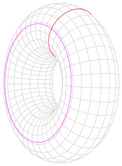 Torus cycles.png
