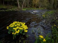 Купальница цветёт у берега р. Гладышевки.jpg