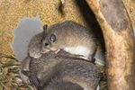 Acomys.cilicicus.7029.jpg