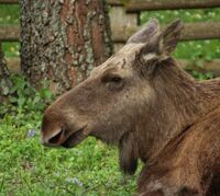 Alces alces Białowieża feamle p.jpg
