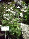 Anemone altaica RB.jpg