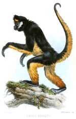 AtelesBartlettiWolf.jpg
