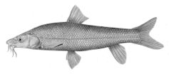 Barbus capito conocephalus.jpg