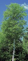 Yellow Birch