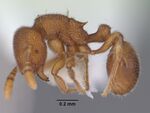 CASENT0106221 Rostromyrmex pasohensis.jpg