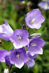 Campanula Glockenblume IMG 5361.JPG