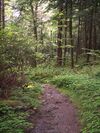 Cathedral State Park West Virginia Cathedral Trail.jpg