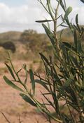 Citrus glauca foliage.jpg