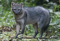 Crab-eating Fox (cropped).JPG