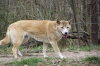 Domestic Dog.jpg