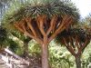 Dragon tree 2.jpg