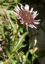 Erigeron alpinus07.jpg