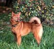FINNISH SPITZ.jpg