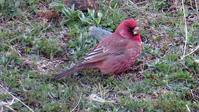Great Rosefinch.jpg