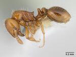 Oxyepoecus bruchi casent0178098 profile 1.jpg
