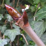 Paardekastanje knop.jpg