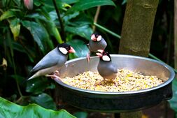 Padda oryzivora -Paignton Zoo, Devon, England-8a.jpg