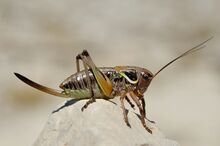 Pholidoptera aptera female (7974030148).jpg