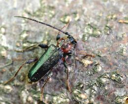Phymatodes testaceus01.jpg