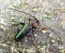 Phymatodes testaceus01.jpg