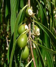 Pittosporum phillyreoides 4.jpg