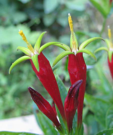 Spigelia marilandica - woodland pinkroot - desc-flowers 2.jpg