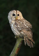 Strix aluco 3 (Martin Mecnarowski).jpg