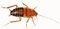 Temnopteryx species Zebra Cockroach (white background).jpg