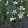 Anemone sylvestris a1.jpg