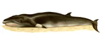 Balaenoptera-acutorostrata.jpg