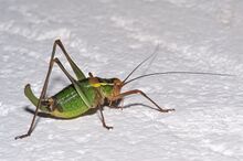 Barbitistes constrictus.jpg