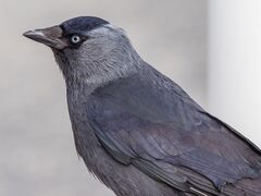 Birds of Sweden 2016 53.jpg