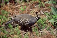 Callipepla californica1.jpg
